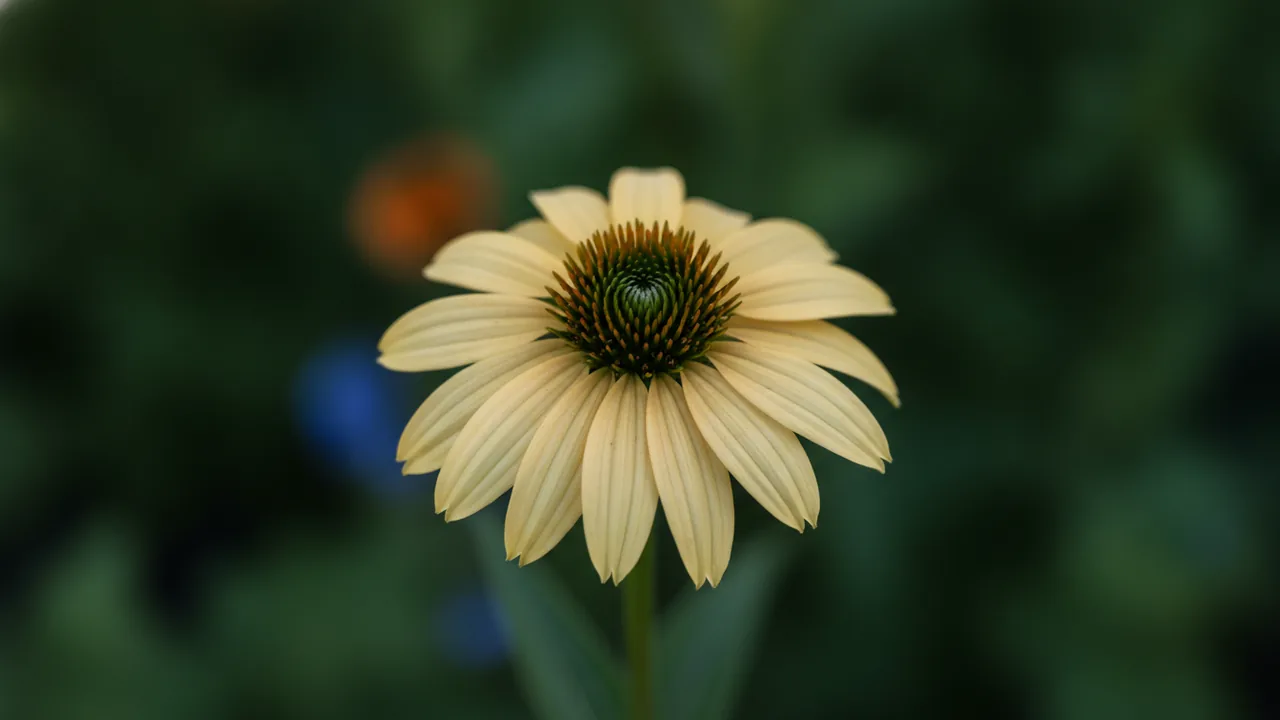 Coconut Lime (Echinacea 'Coconut Lime') - white flowers, illustrated plant card