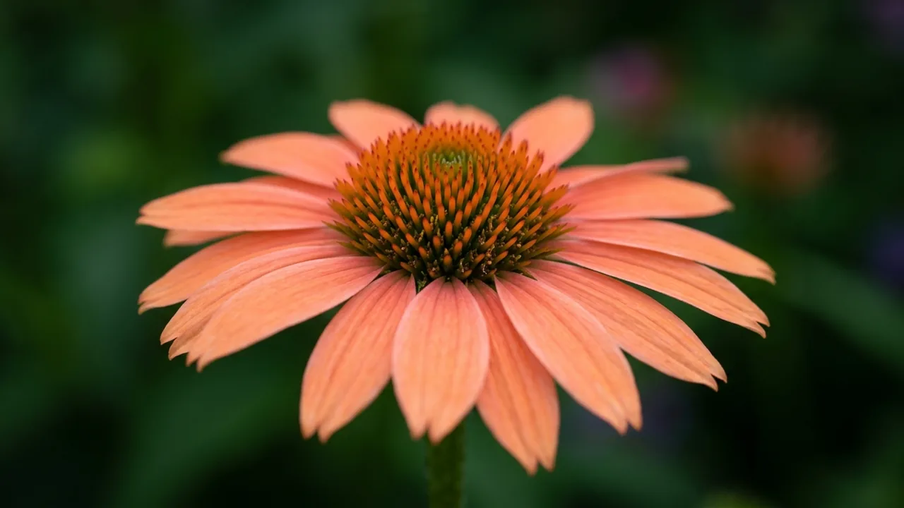 Color Coded One in a Melon Coneflower (Echinacea 'One in a Melon') - orange flowers, illustrated plant card