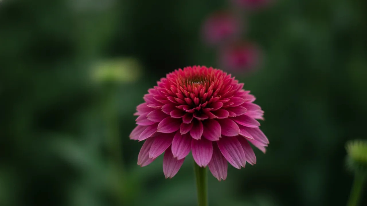 Double Scoop Raspberry (Echinacea 'Balsceras') - pink flowers, illustrated plant card