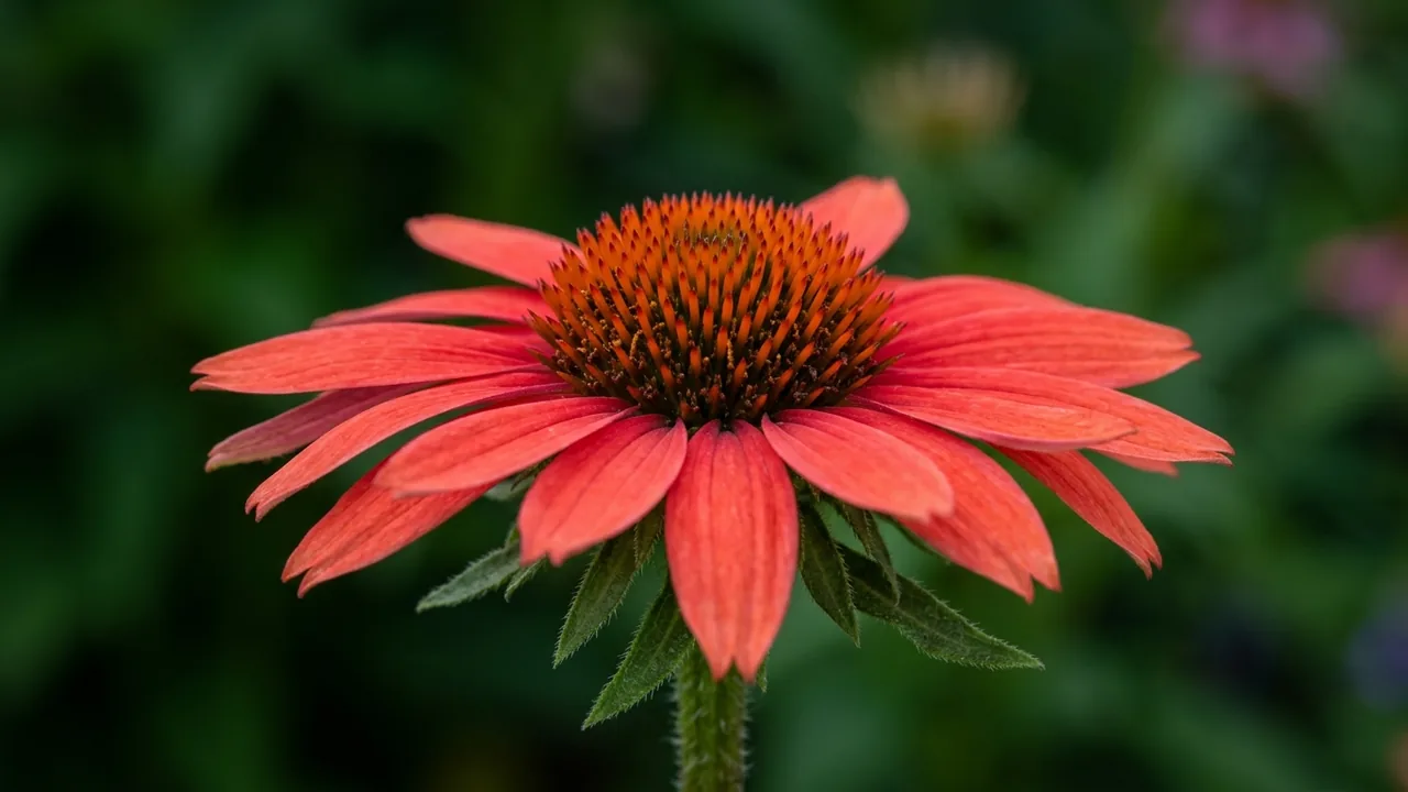 Eye-Catcher Coral Craze Coneflower (Echinacea 'Coral Craze') - pink flowers, illustrated plant card