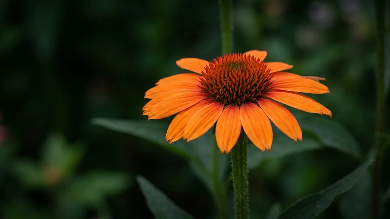Eye-Catcher Tanager Coneflower (Echinacea 'Tanager') - orange flowers, illustrated plant card
