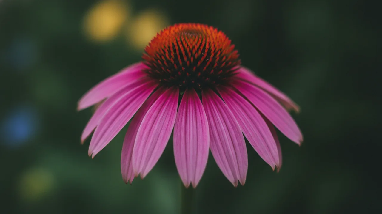 PowWow Wild Berry (Echinacea 'PowWow Wild Berry') - pink flowers, illustrated plant card