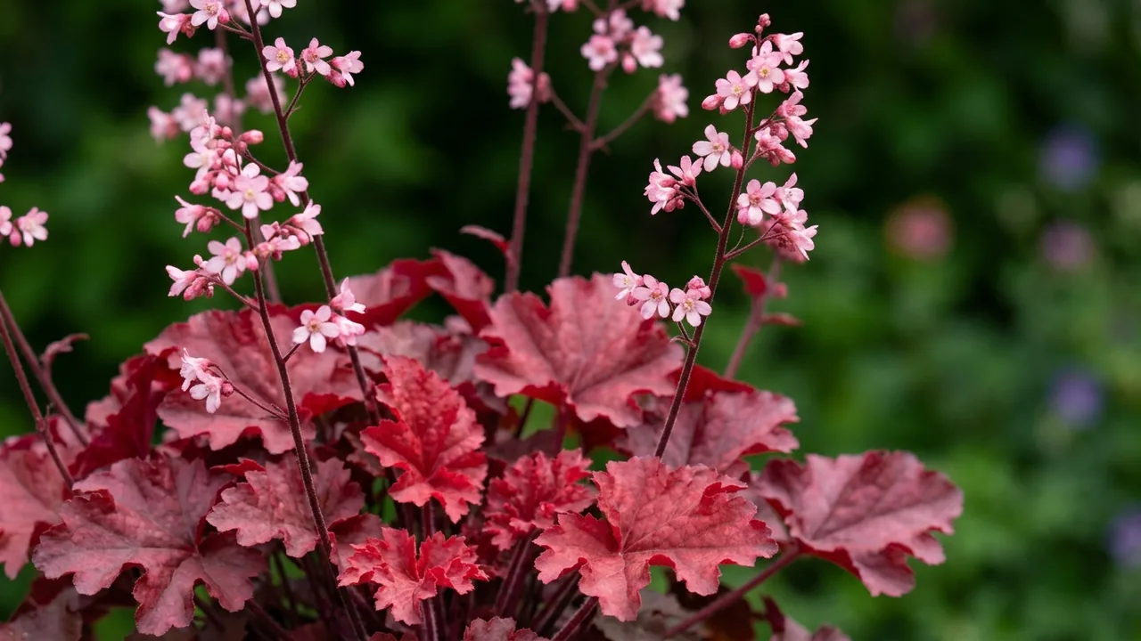 Dolce Cherry Truffles (Heuchera 'Cherry Truffles') - foliage plant, illustrated plant card