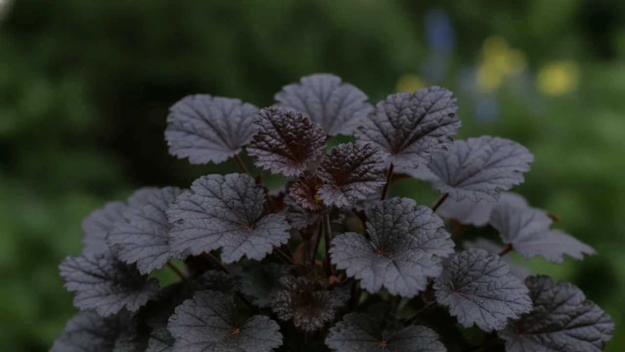 Obsidian (Heuchera 'Obsidian') - foliage plant, illustrated plant card