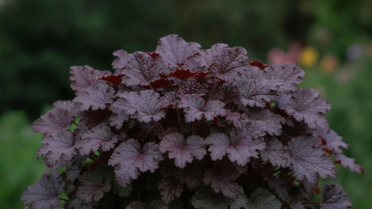 Plum Pudding (Heuchera 'Plum Pudding') - foliage plant, illustrated plant card