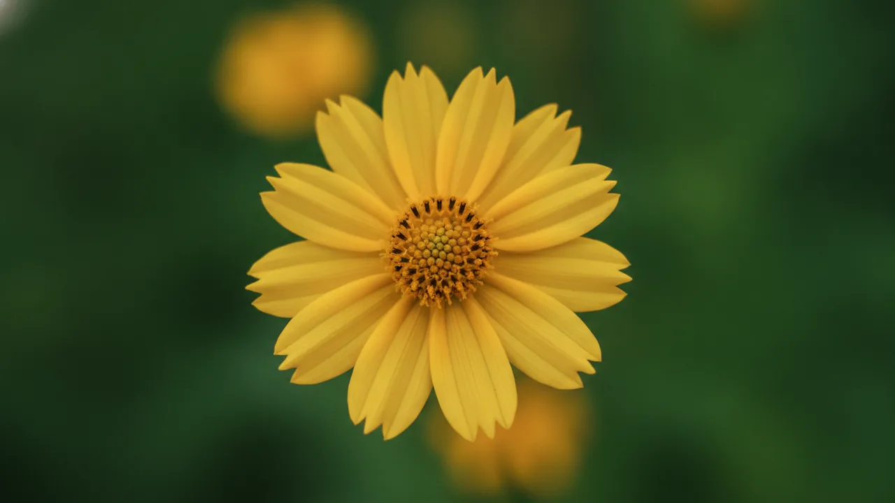 Crème Brûlée (Coreopsis verticillata 'Crème Brûlée') - yellow flowers, illustrated plant card