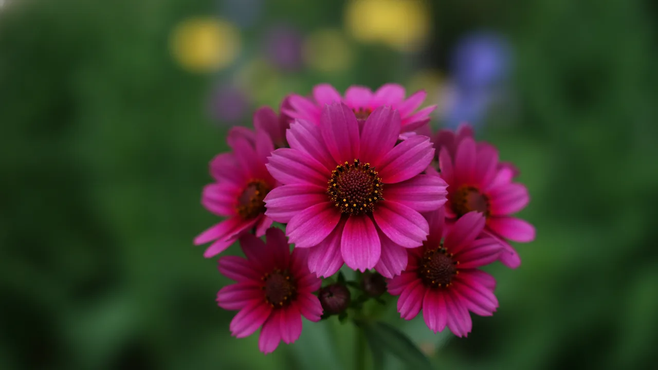 Pink Sapphire (Coreopsis 'Pink Sapphire') - pink flowers, illustrated plant card