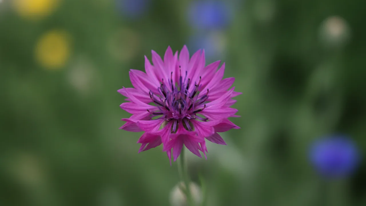 Pink Bachelor's Button (Centaurea cyanus) - pink flowers, illustrated plant card