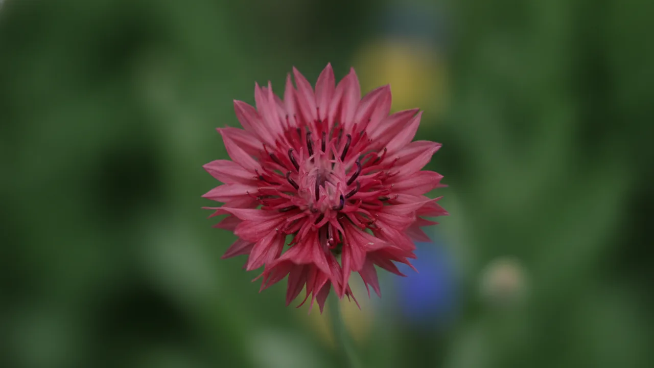 Red Boy (Centaurea cyanus 'Red Boy') - red flowers, illustrated plant card