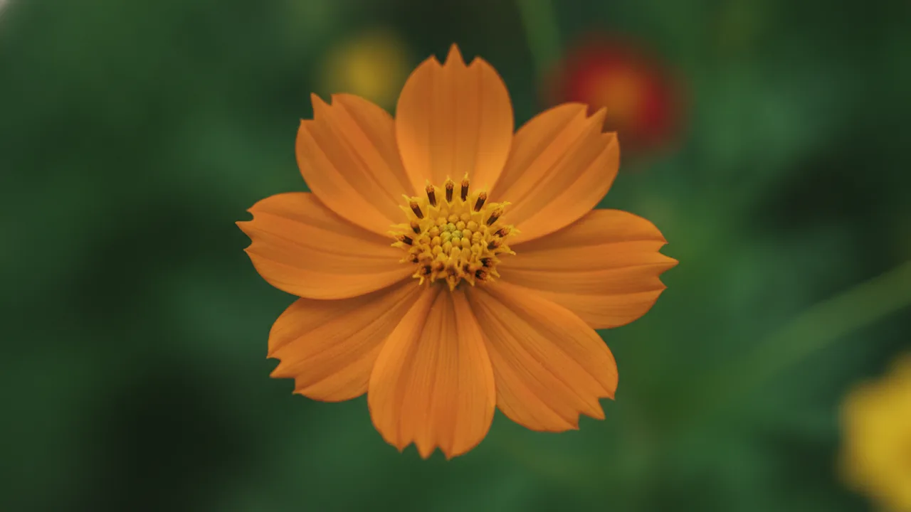 Bright Lights (Cosmos sulphureus 'Bright Lights') - orange flowers, illustrated plant card