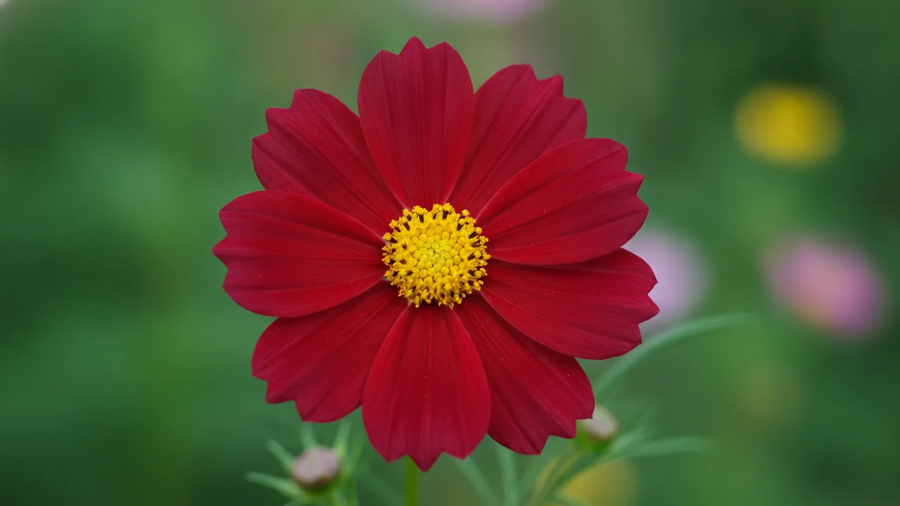 Cosmic Red (Cosmos sulphureus 'Cosmic Red') - red flowers, illustrated plant card