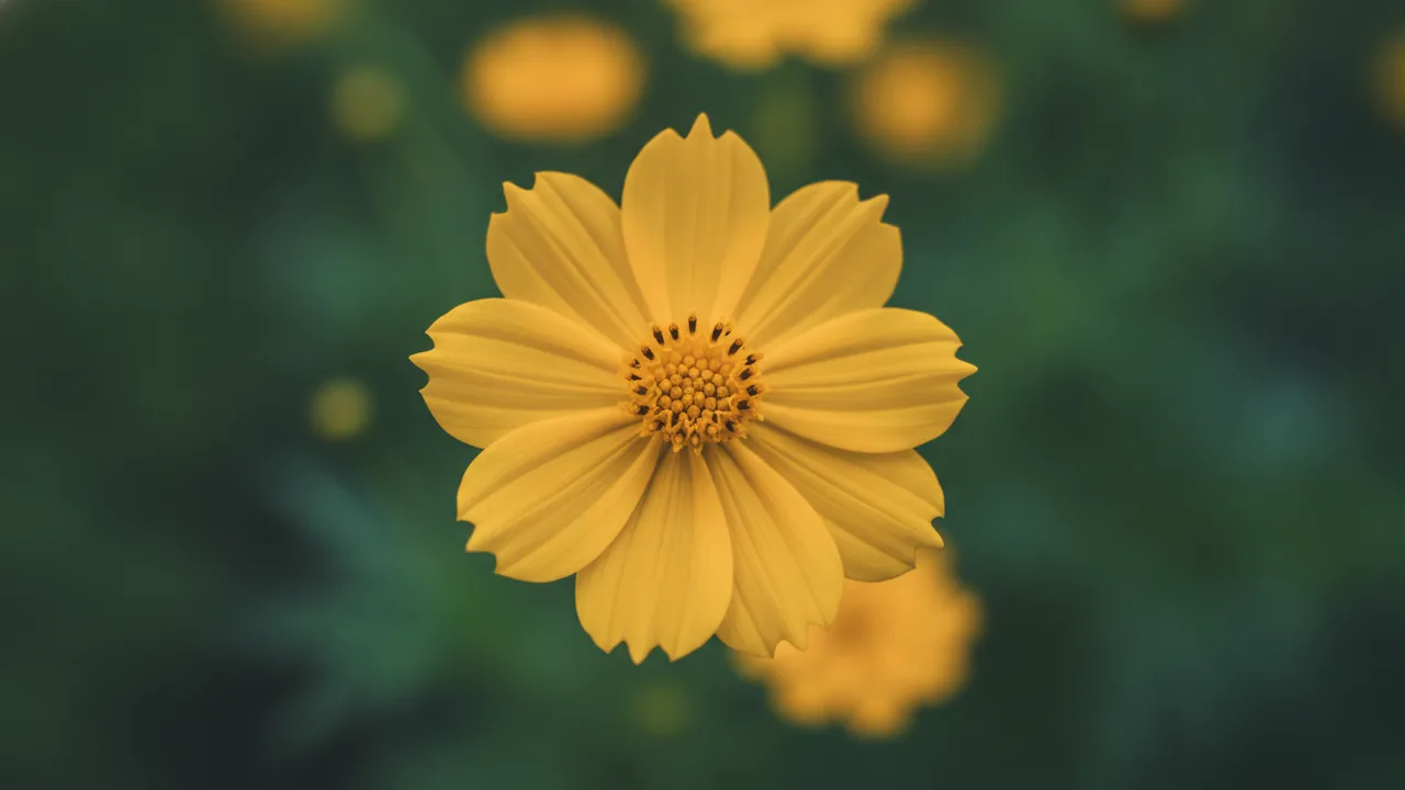 Cosmic Yellow (Cosmos sulphureus 'Cosmic Yellow') - yellow flowers, illustrated plant card