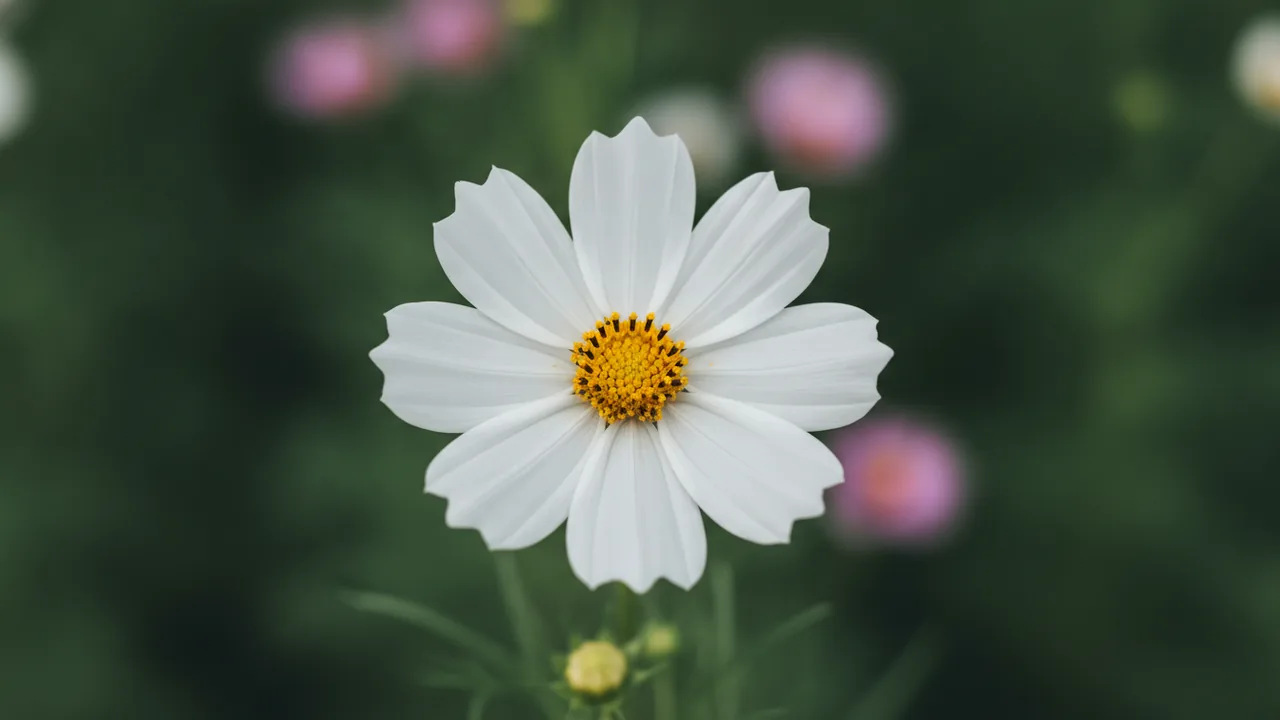 Purity (Cosmos bipinnatus 'Purity') - white flowers, illustrated plant card