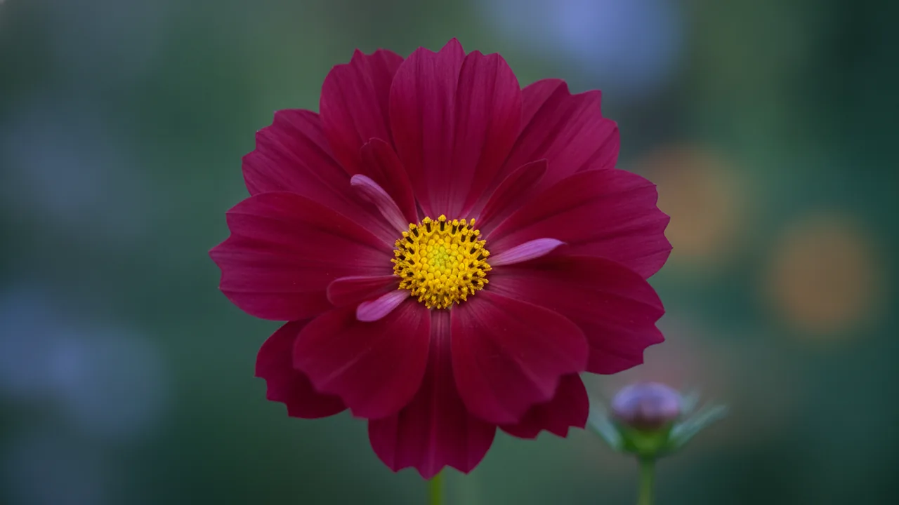 Rubenza (Cosmos bipinnatus 'Rubenza') - red flowers, illustrated plant card