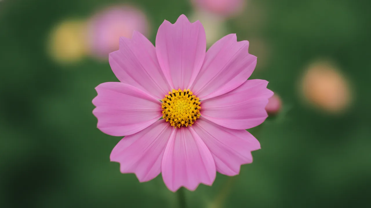 Cosmos