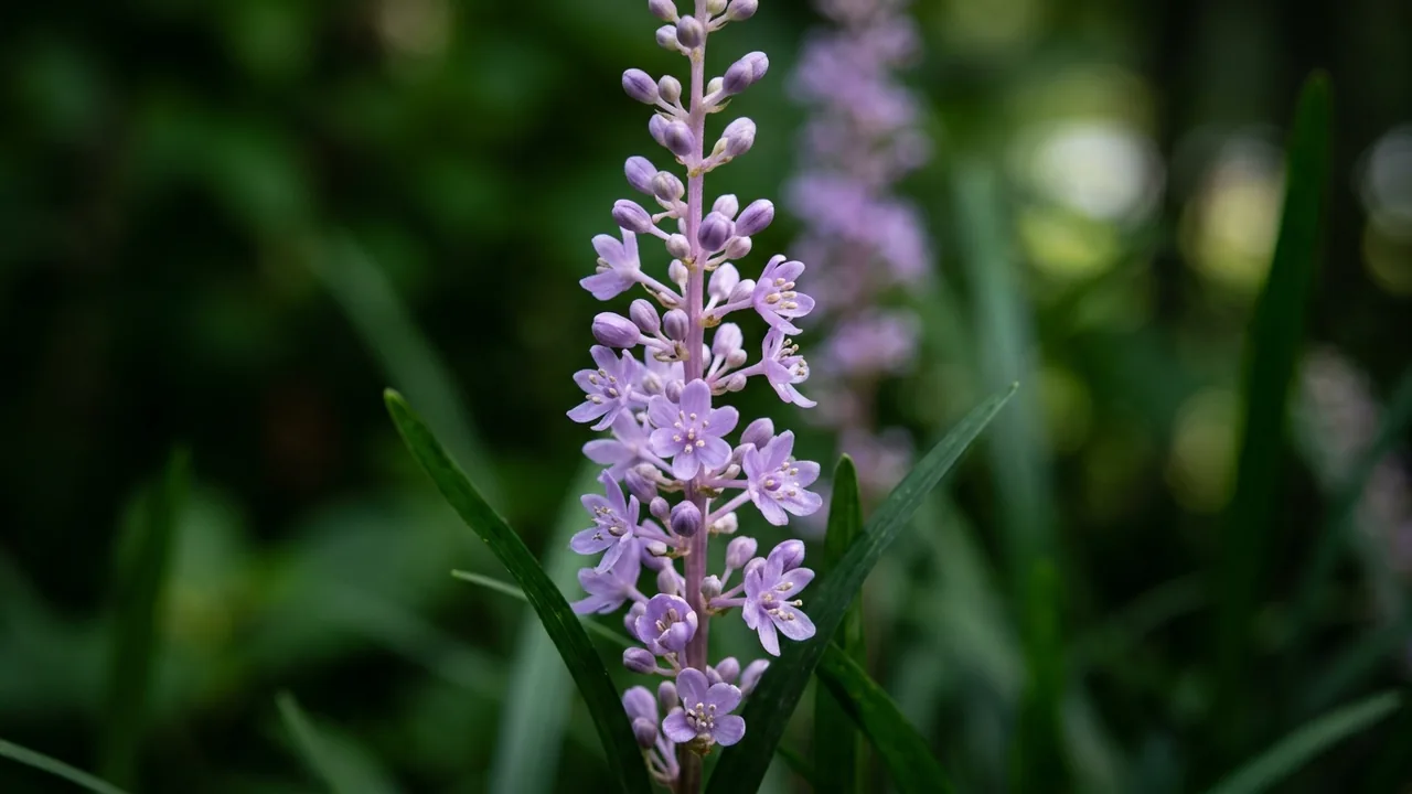 Creeping Lilyturf (Liriope spicata) - purple flowers, illustrated plant card