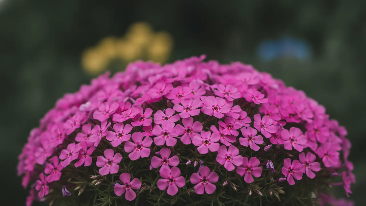 Emerald Pink (Phlox subulata 'Emerald Pink') - pink flowers, illustrated plant card