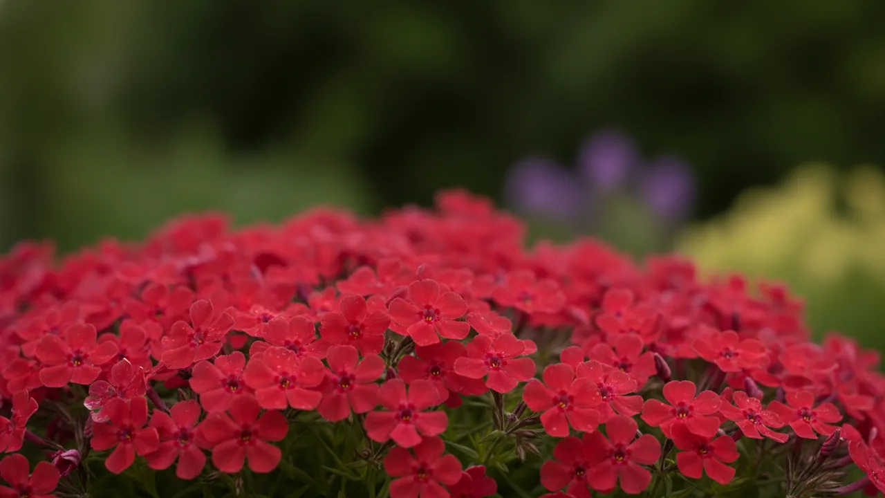 Scarlet Flame (Phlox subulata 'Scarlet Flame') - red flowers, illustrated plant card