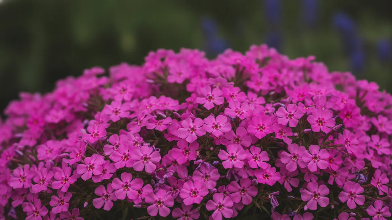 Creeping Phlox in bloom, illustrated plant card