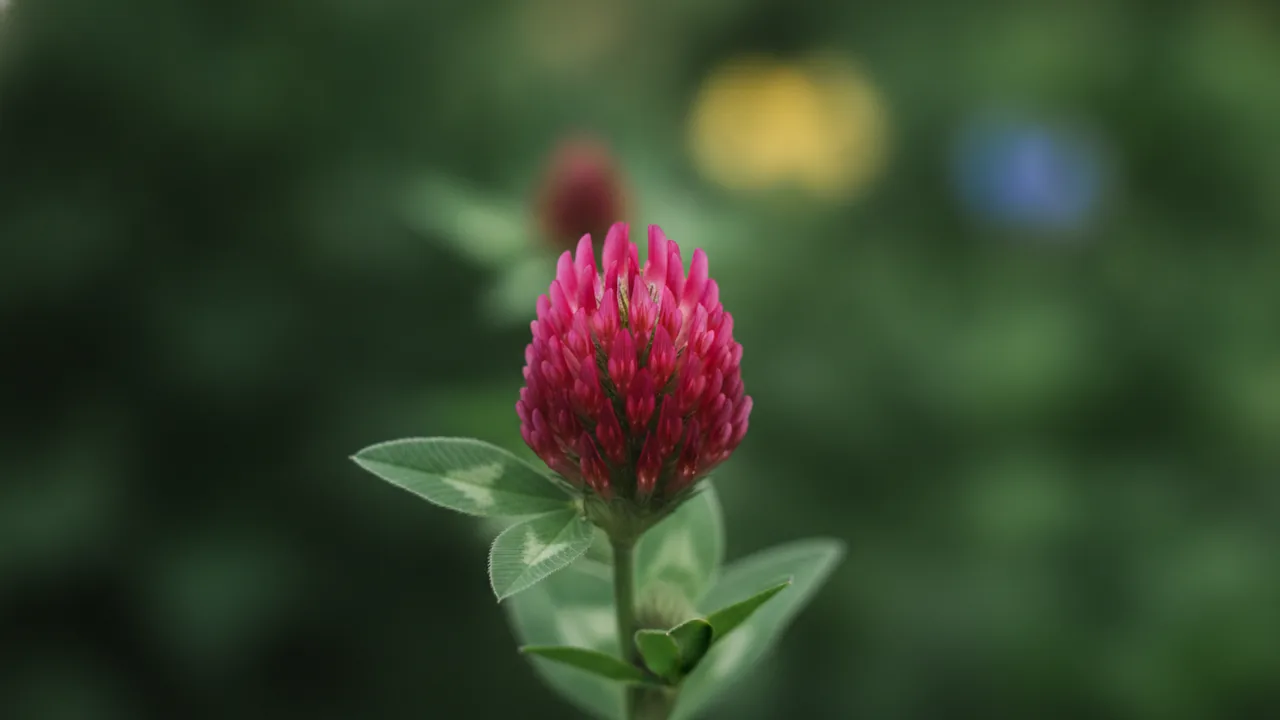 Crimson Clover (Trifolium incarnatum) - red flowers, illustrated plant card
