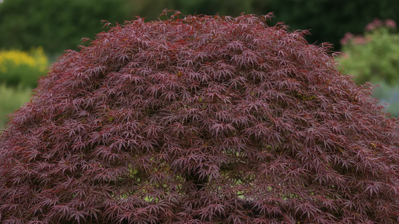Crimson Queen (Acer palmatum var. dissectum 'Crimson Queen') - foliage plant, illustrated plant card
