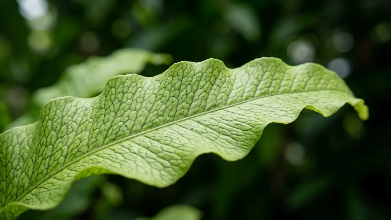 Crocodile Fern (Microsorum musifolium 'Crocodyllus') - foliage plant, illustrated plant card