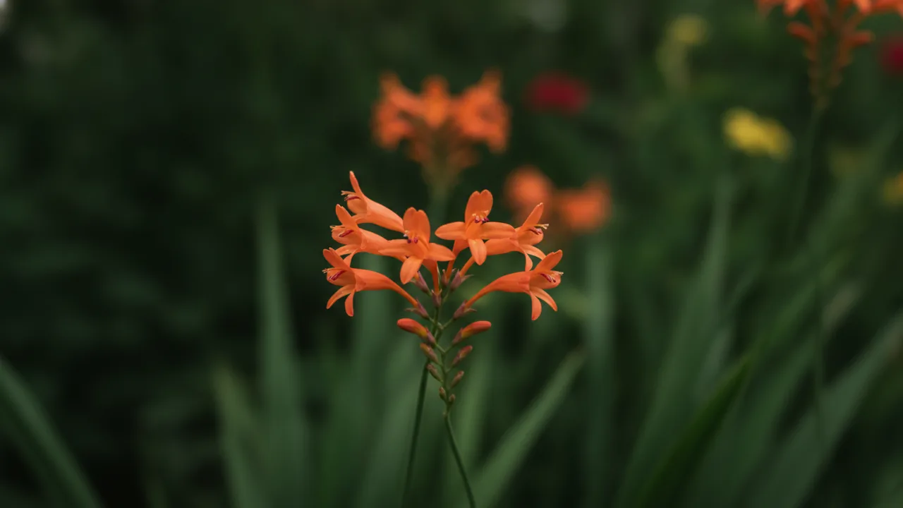 Emily McKenzie (Crocosmia 'Emily McKenzie') - orange flowers, illustrated plant card
