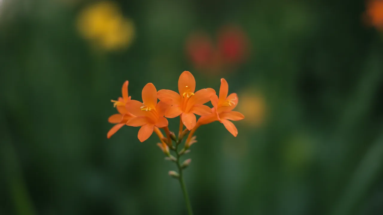 Star of the East (Crocosmia 'Star of the East') - orange flowers, illustrated plant card