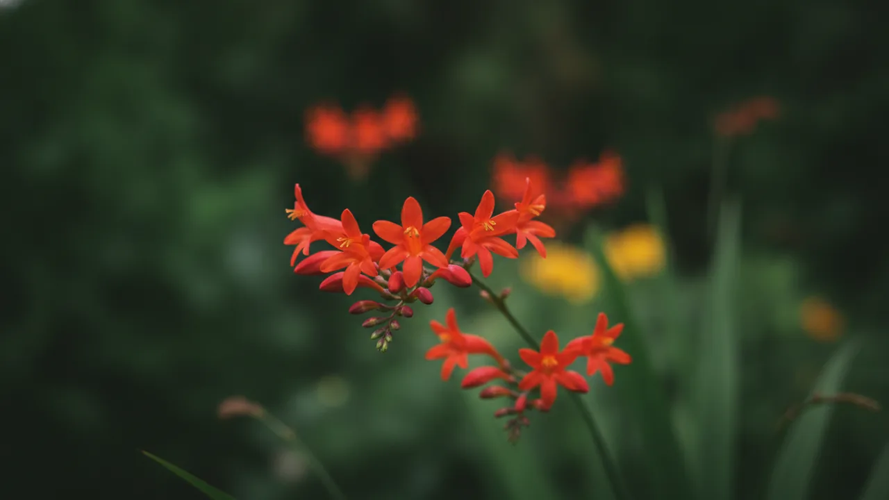 Crocosmia