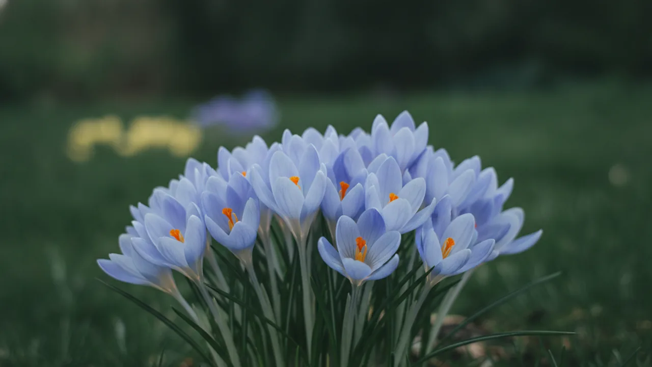 Blue Pearl (Crocus chrysanthus 'Blue Pearl') - blue flowers, illustrated plant card