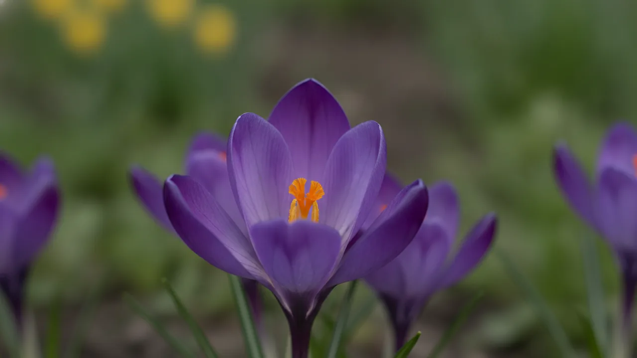 Flower Record (Crocus vernus 'Flower Record') - purple flowers, illustrated plant card