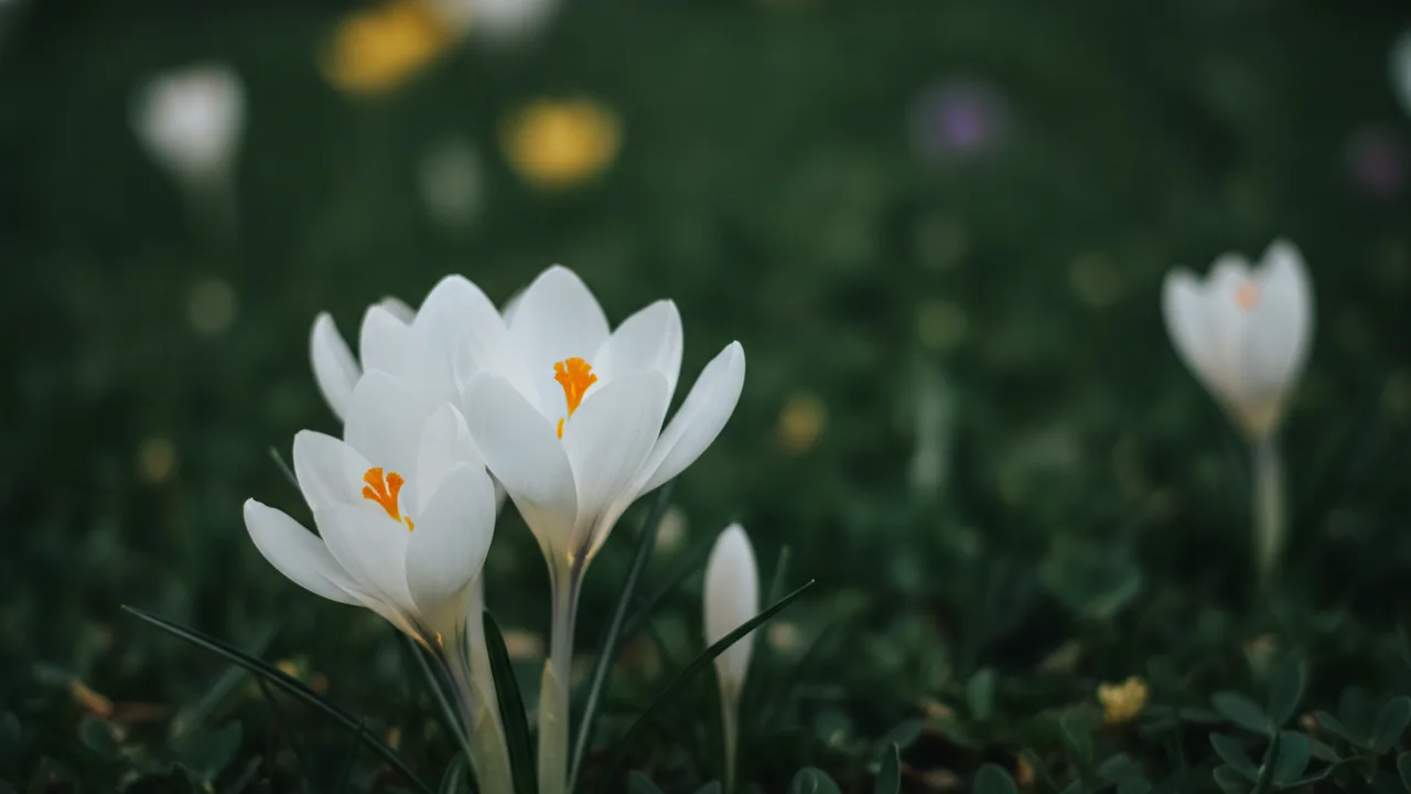 Jeanne d'Arc (Crocus vernus 'Jeanne d'Arc') - white flowers, illustrated plant card