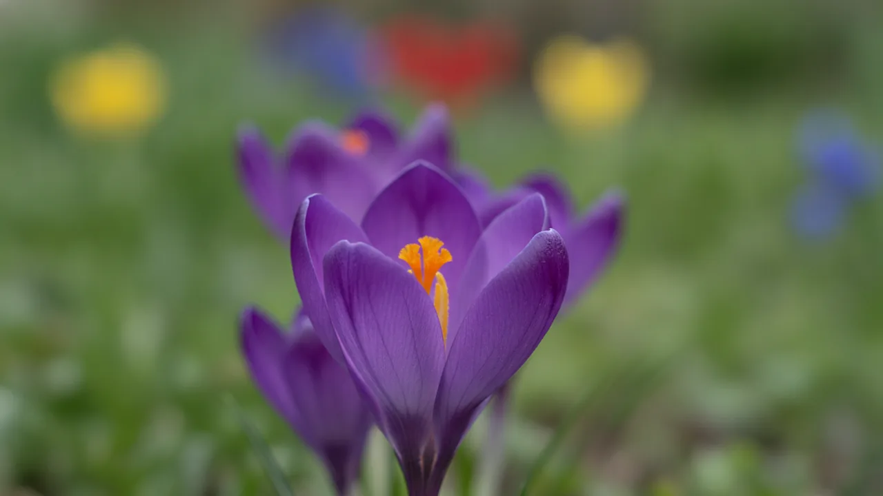 Ruby Giant (Crocus tommasinianus 'Ruby Giant') - purple flowers, illustrated plant card