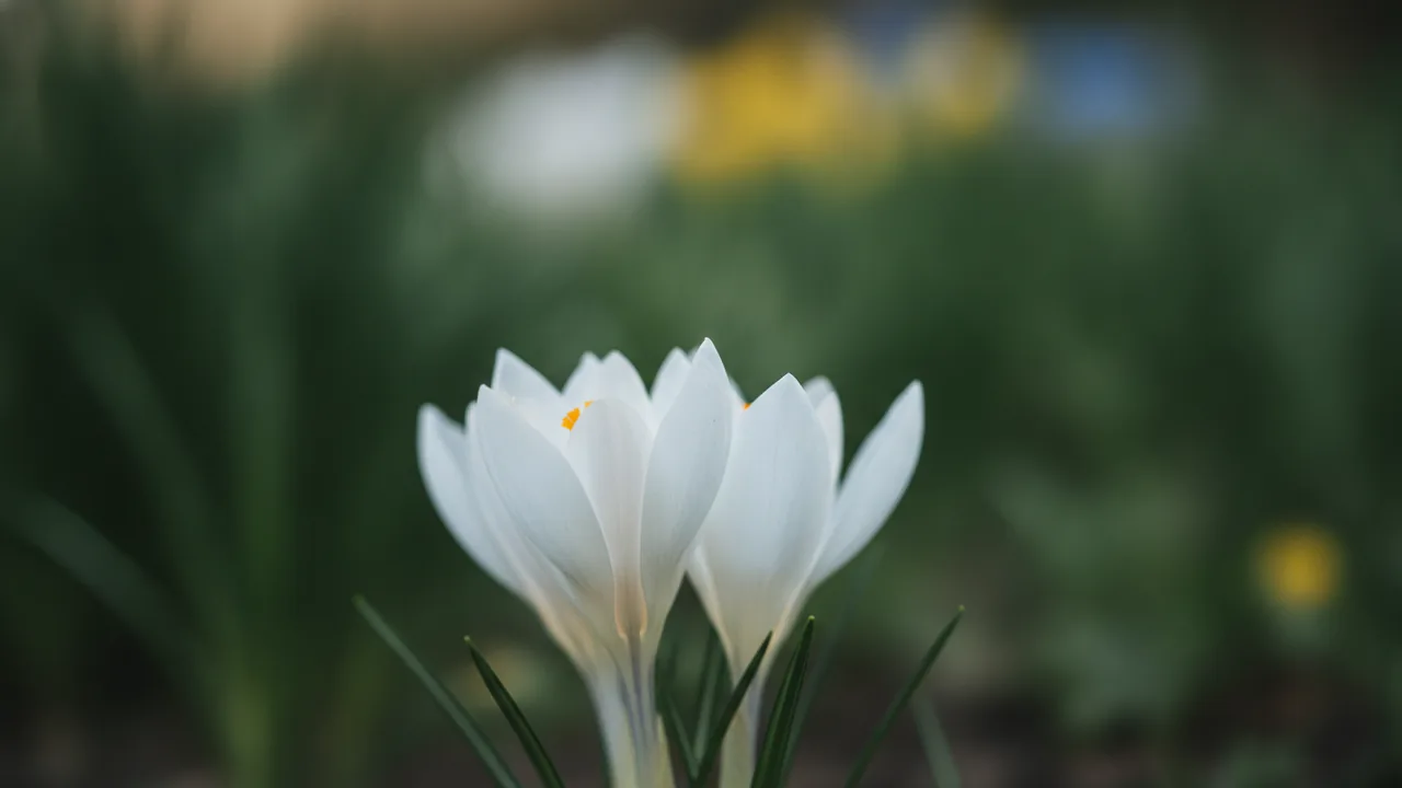 Snow Bunting (Crocus chrysanthus 'Snow Bunting') - white flowers, illustrated plant card