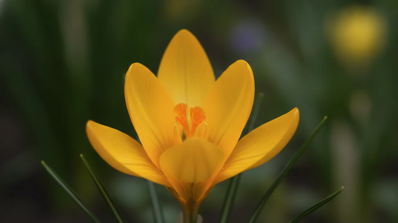 Yellow Mammoth (Crocus flavus 'Yellow Mammoth') - yellow flowers, illustrated plant card