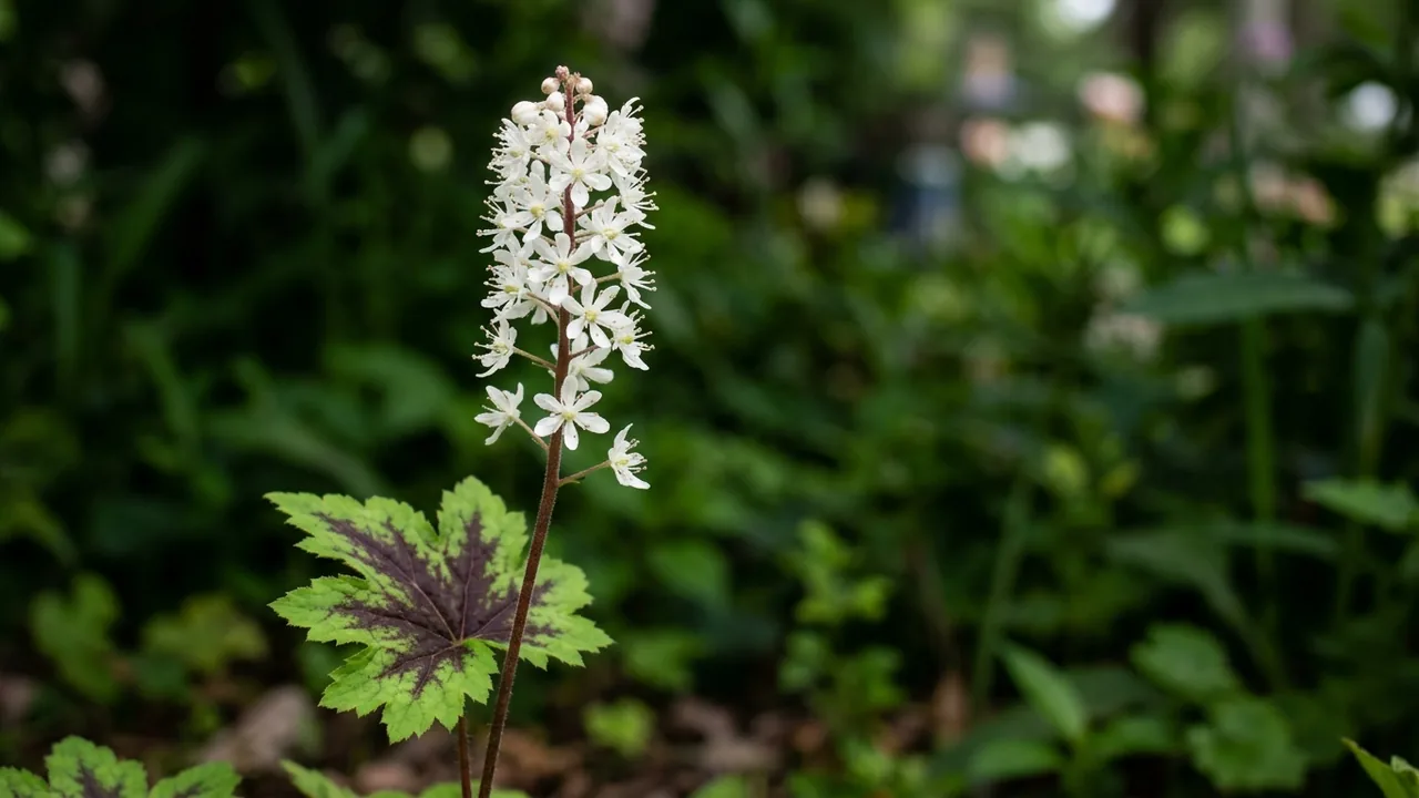 Cutting Edge Foamflower (Tiarella 'Cutting Edge') - foliage plant, illustrated plant card