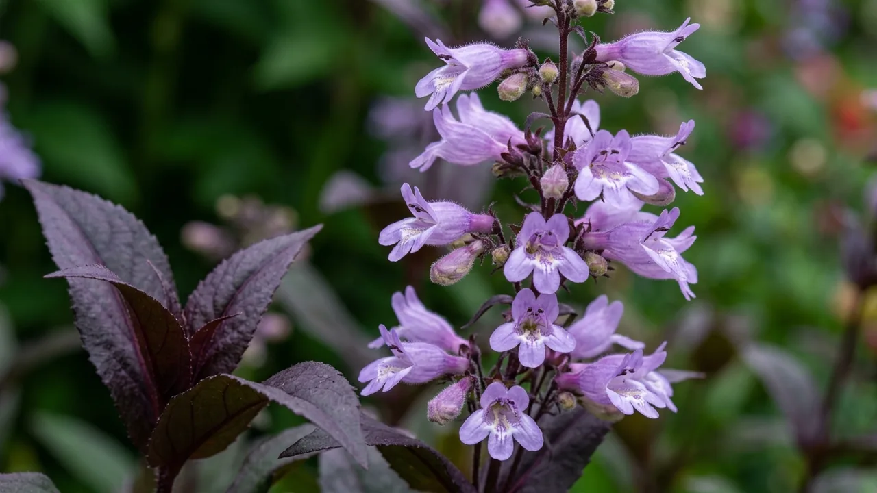 Dakota Burgundy Beardtongue (Penstemon digitalis 'Tnpendb') - purple flowers, illustrated plant card