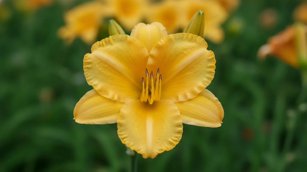 El Desperado (Hemerocallis 'El Desperado') - yellow flowers, illustrated plant card