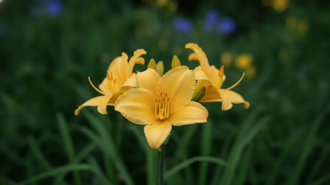 Stella de Oro (Hemerocallis 'Stella de Oro') - yellow flowers, illustrated plant card