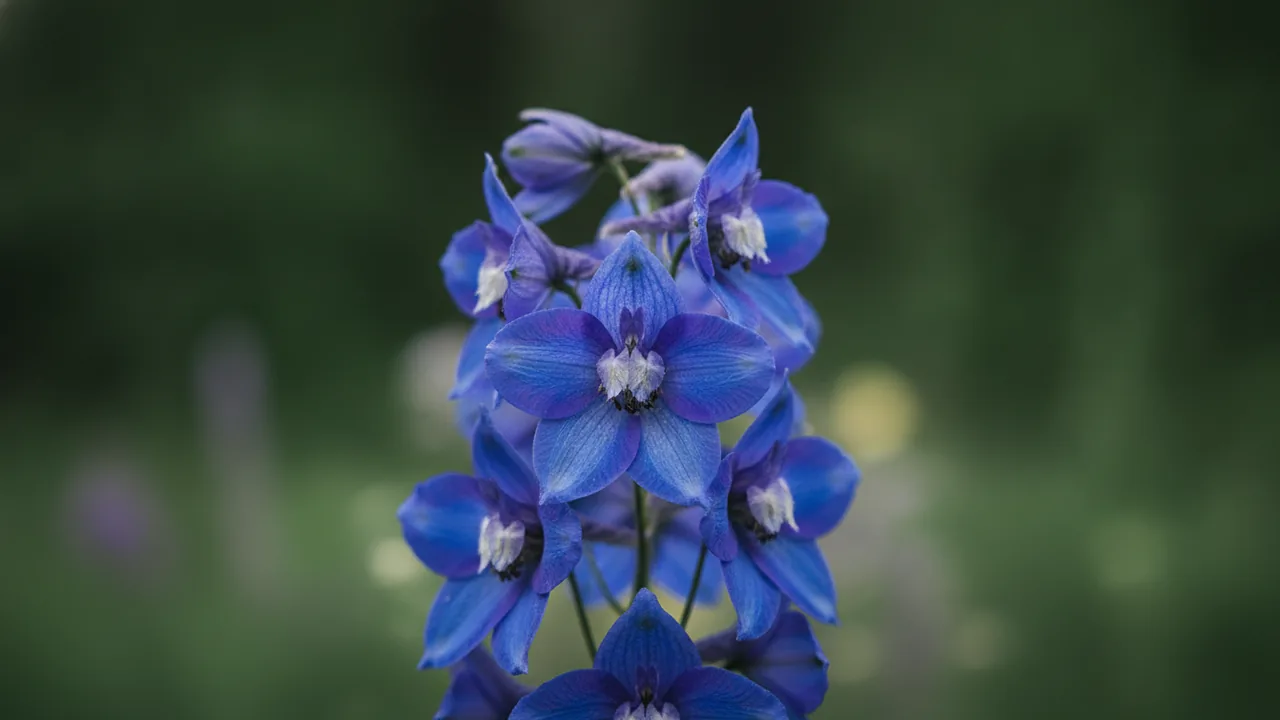 Blue Mirror (Delphinium grandiflorum 'Blue Mirror') - blue flowers, illustrated plant card