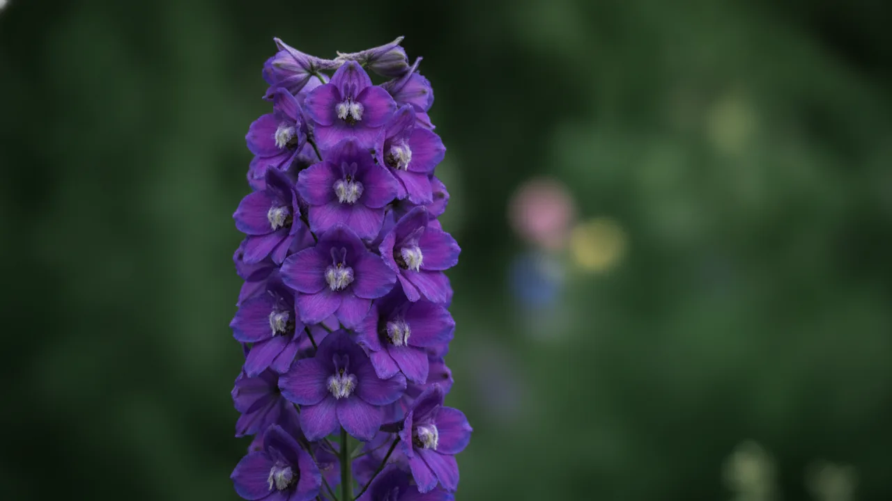 Guinevere (Delphinium 'Guinevere') - pink flowers, illustrated plant card