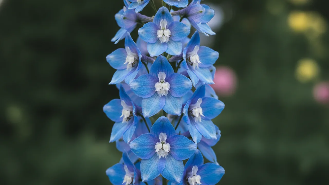 Summer Skies (Delphinium 'Summer Skies') - blue flowers, illustrated plant card