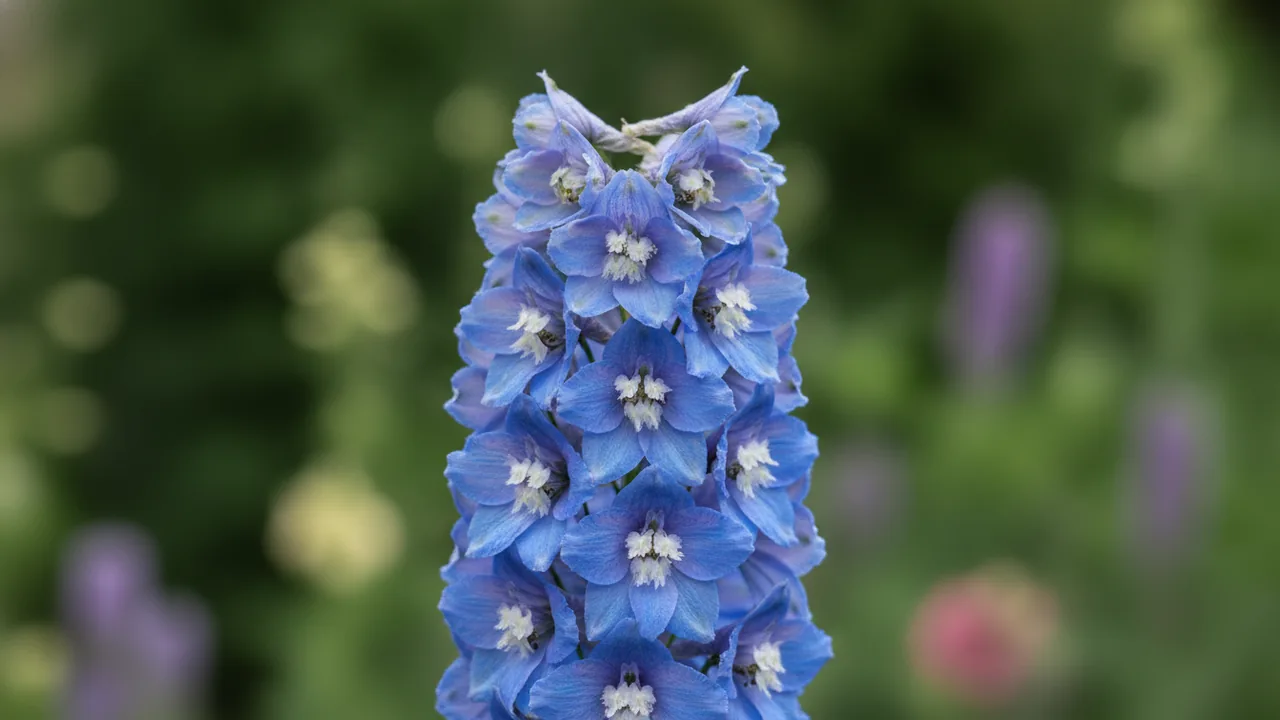 Delphinium in bloom, illustrated plant card