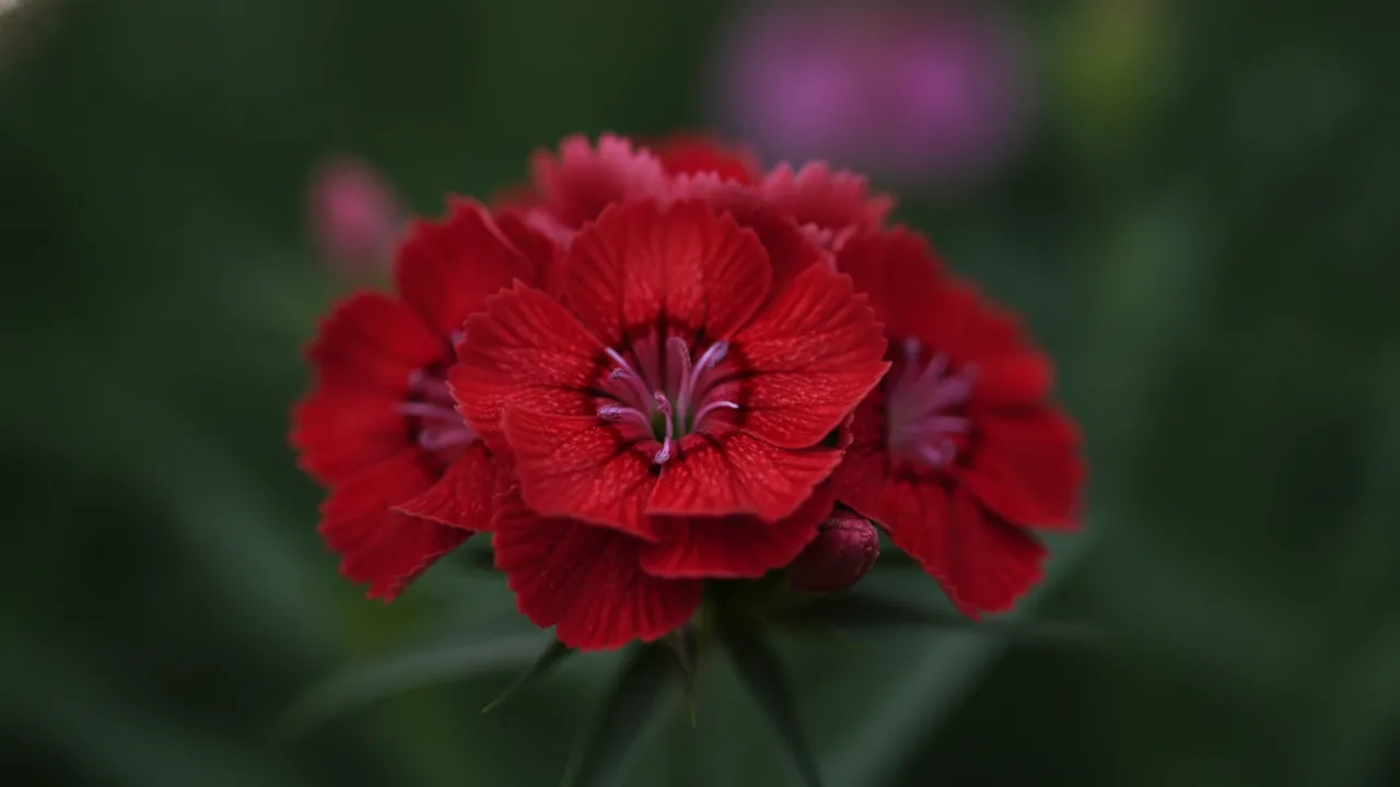 Brilliant (Dianthus deltoides 'Brilliant') - red flowers, illustrated plant card