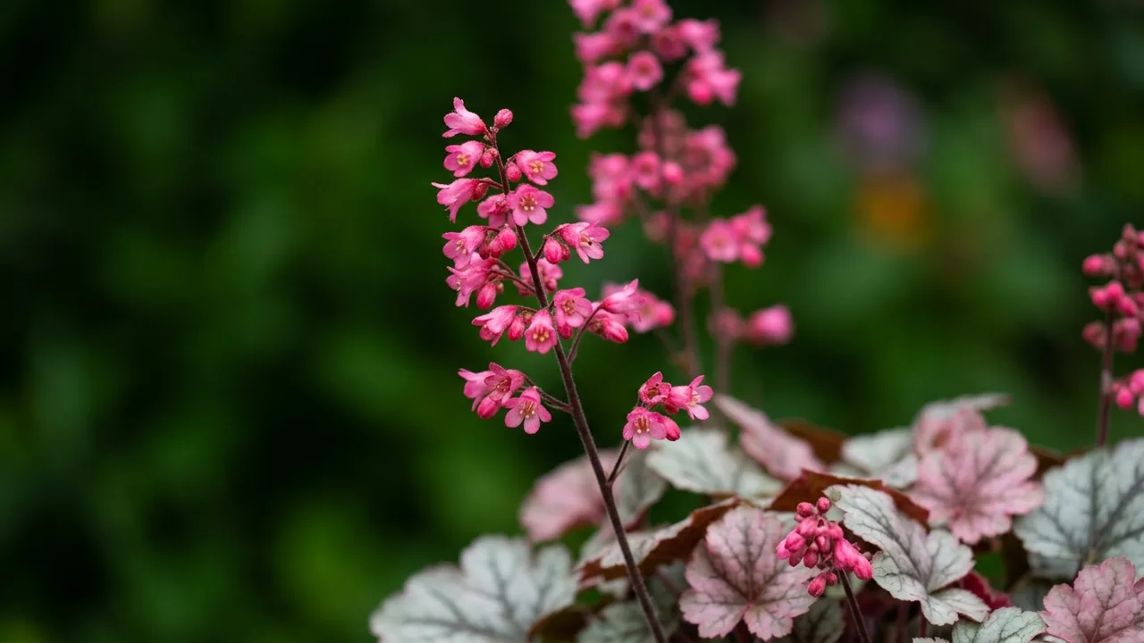 Dolce Silver Gumdrop Coral Bells (Heuchera 'Silver Gumdrop') - foliage plant, illustrated plant card