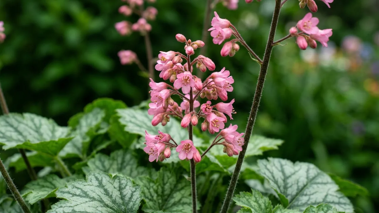 Dolce Spearmint Coral Bells (Heuchera 'Spearmint') - foliage plant, illustrated plant card