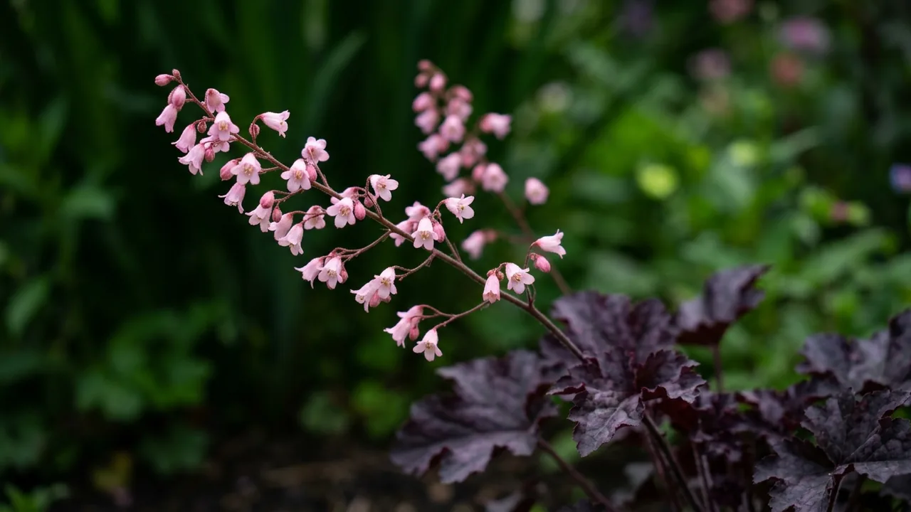 Dolce Sultry Night Coral Bells (Heuchera 'Sultry Night') - foliage plant, illustrated plant card