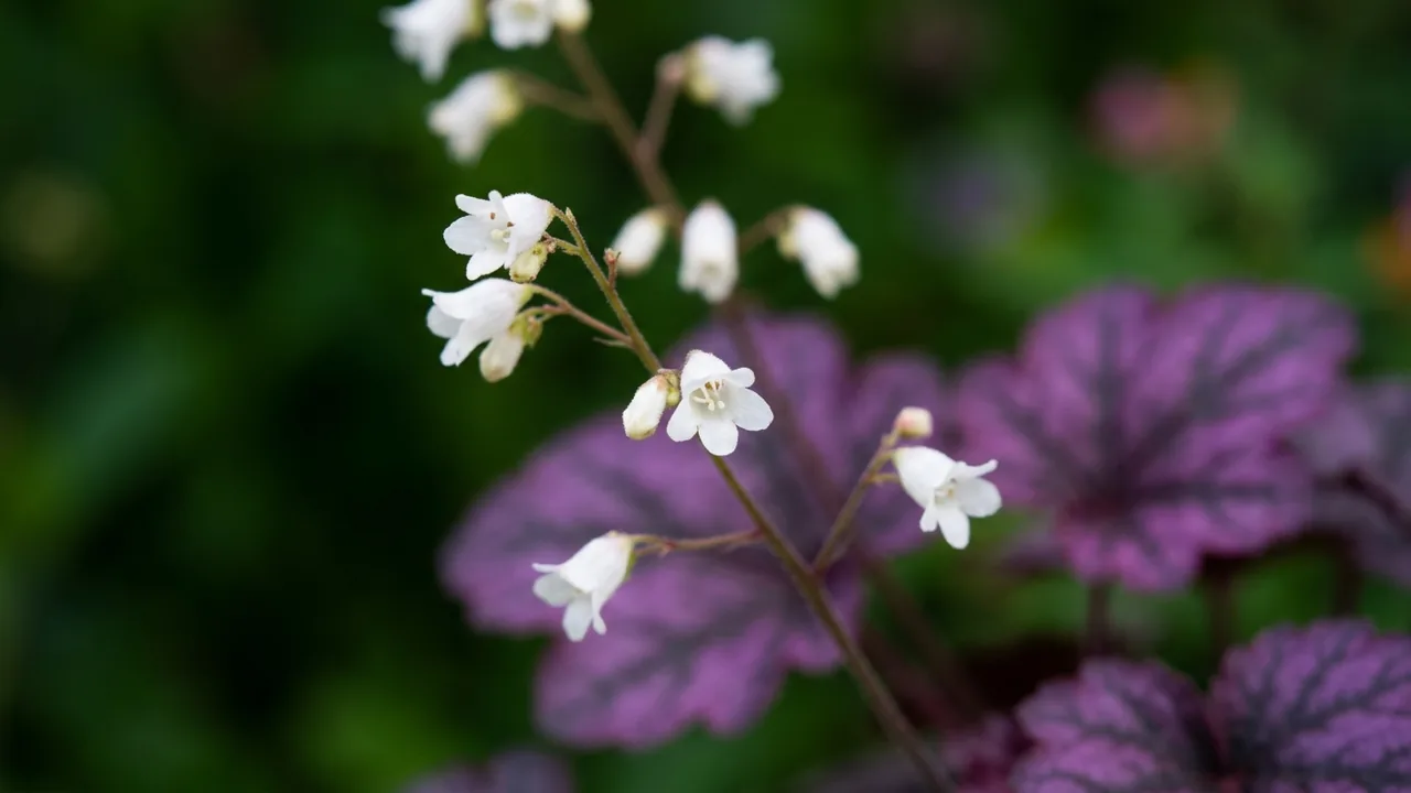 Dolce Wildberry Coral Bells (Heuchera 'Wildberry') - foliage plant, illustrated plant card