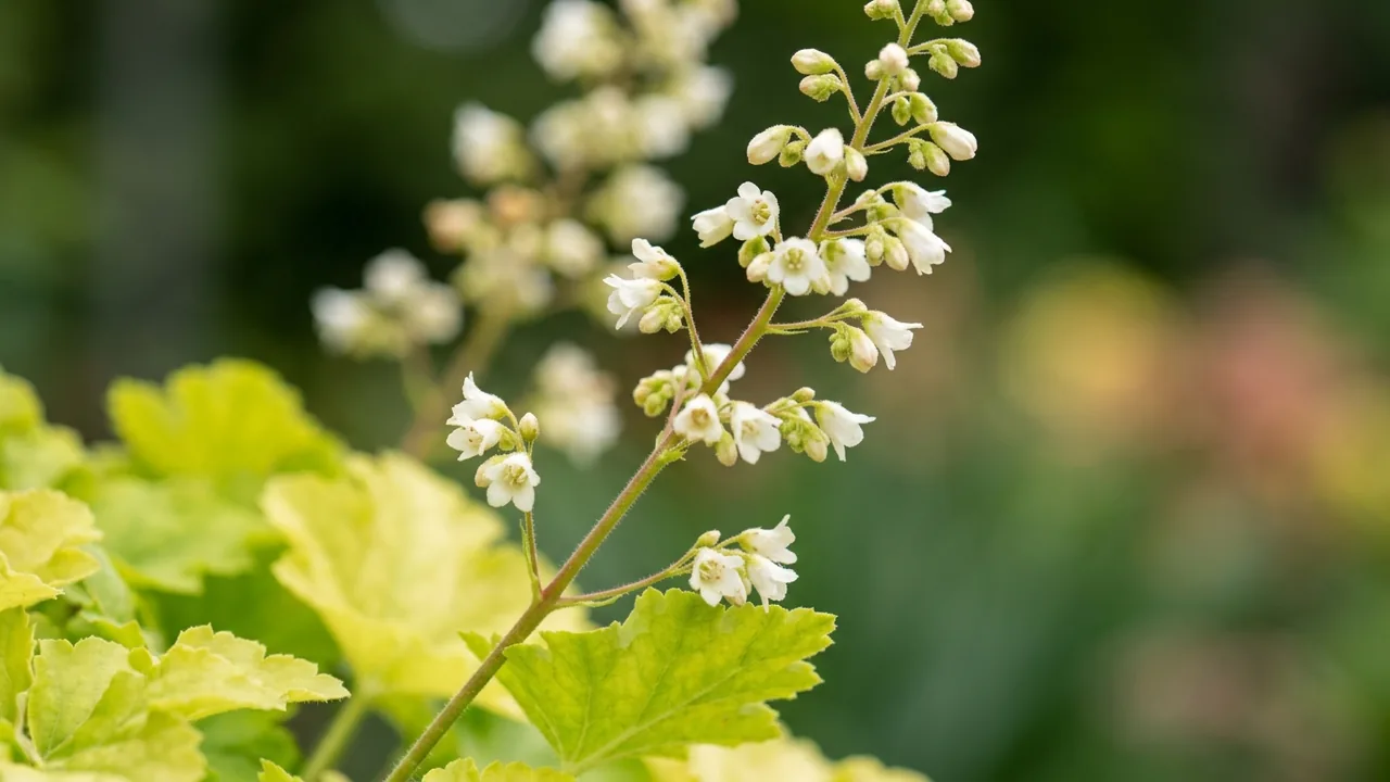 Dressed Up Ball Gown Coral Bells (Heuchera 'Ball Gown') - foliage plant, illustrated plant card