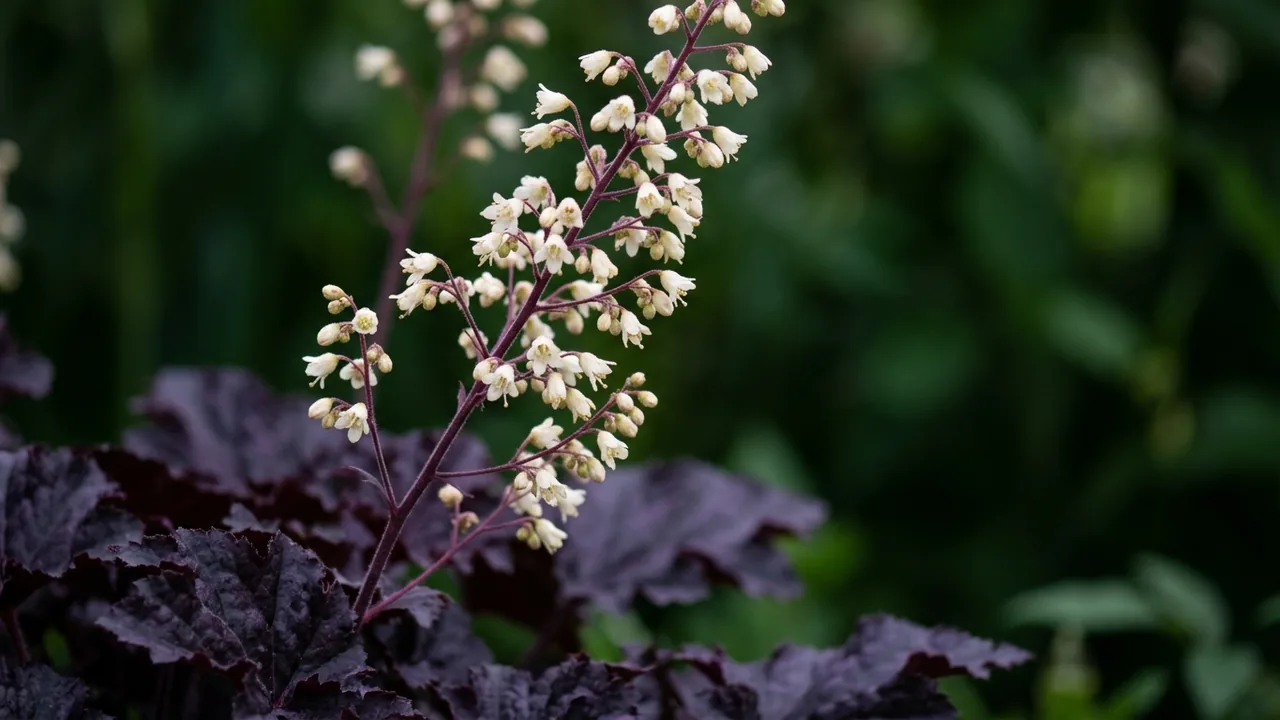 Dressed Up Evening Gown Coral Bells (Heuchera 'Evening Gown') - foliage plant, illustrated plant card